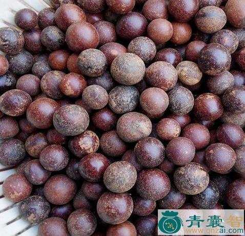 中药材珠碌子图片