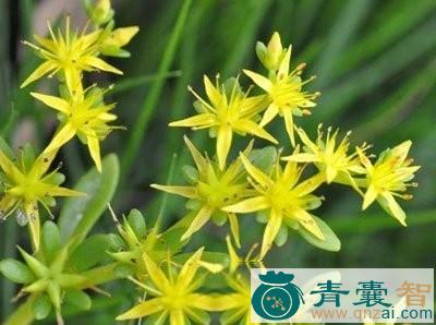 中药材珠芽半支图片