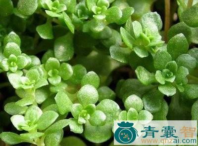 中药材珠芽半枝图片