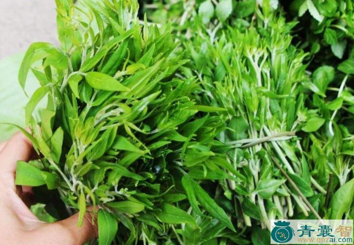 中药材珠芽石板菜图片