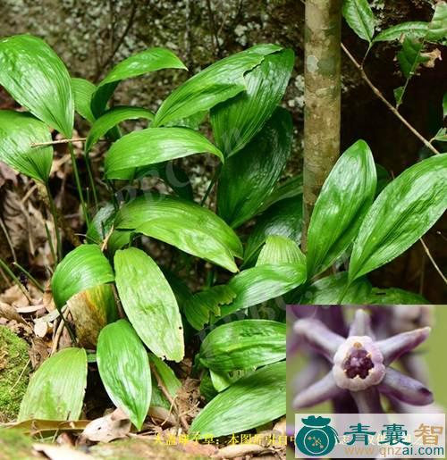 中药材球子草图片