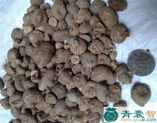 中药材球核荚蒾图片