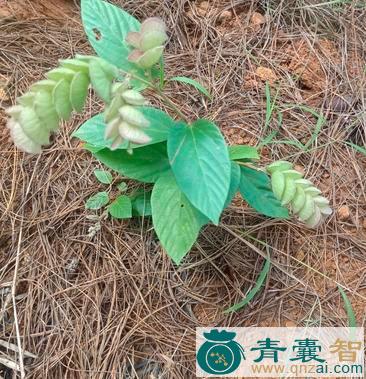 中药材球穗花千斤拔图片