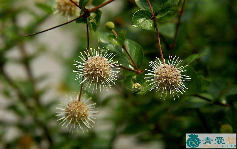 中药材球花水杨梅图片