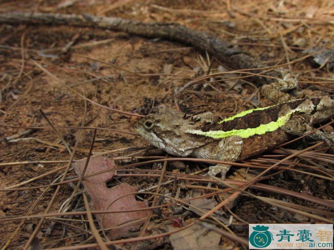 琉球攀蜥-青囊智