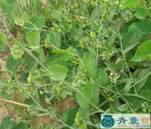 中药材琉璃草根图片