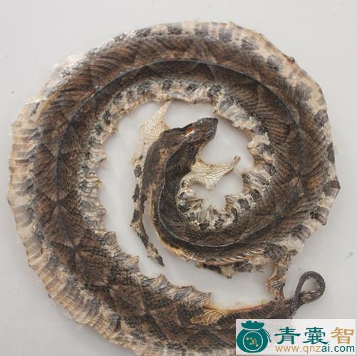 琴蛇的性味归经以及功效用法-青囊智