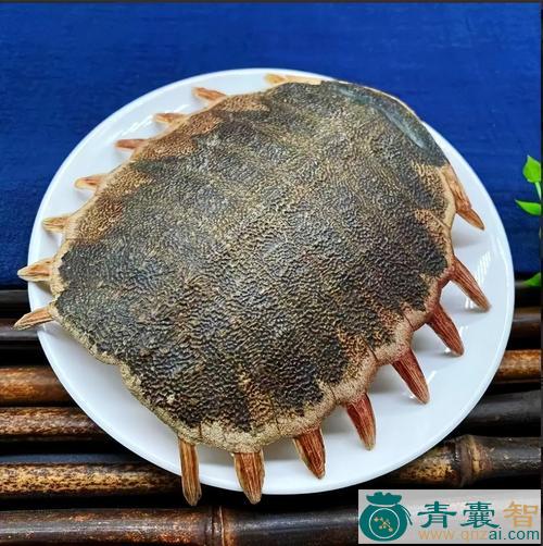 中药材瑇琩甲图片