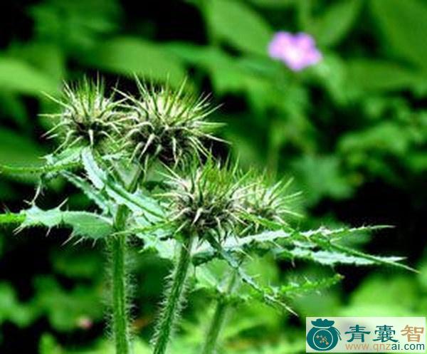 中药材瑞苓草图片