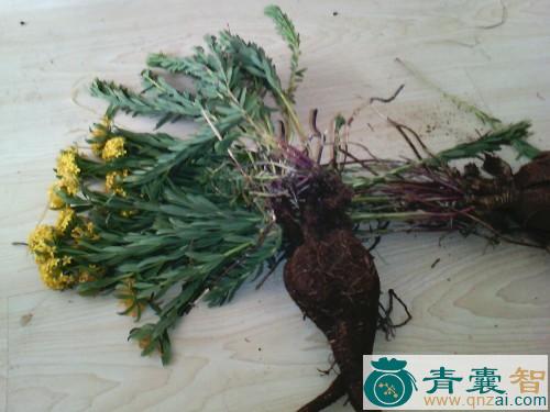 中药材瑞香根图片