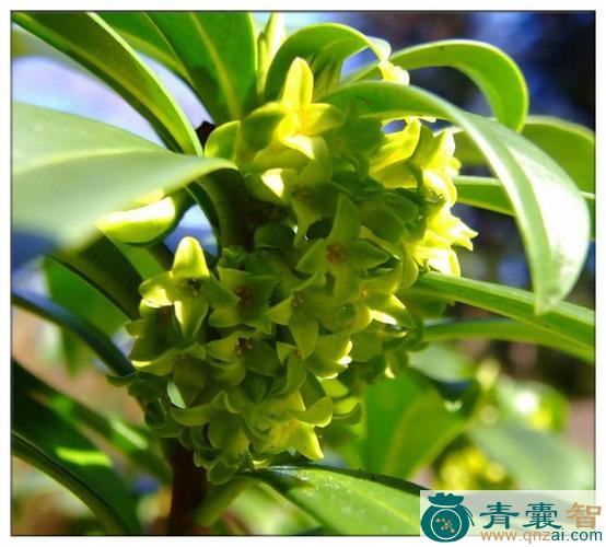 中药材瑞香花图片