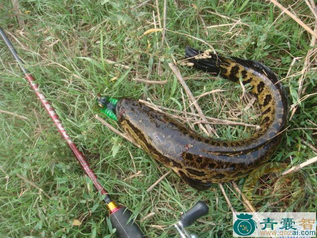 中药材瑰雷鱼图片