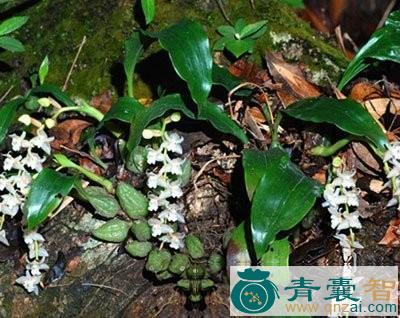 中药材瓜子莲图片