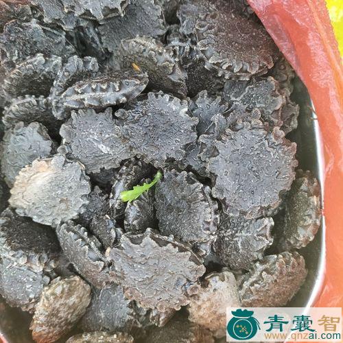 中药材瓜子鹿衔图片