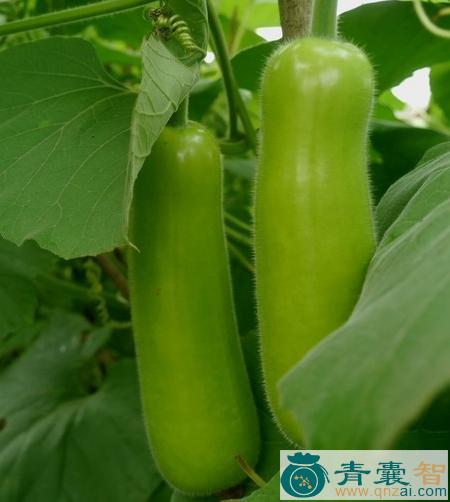 瓠子的性味归经以及功效用法和注意事项-青囊智