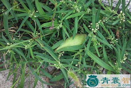 中药材瓢柴图片