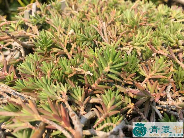 中药材瓦玉图片