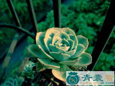瓦莲花的性状性味归经以及功效用法和注意事项-青囊智