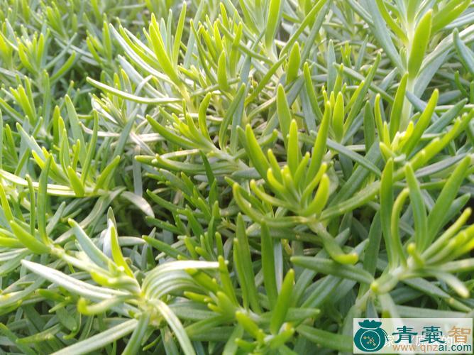 中药材瓦霜图片