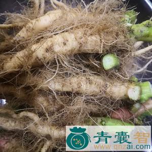 中药材瓮菜根图片