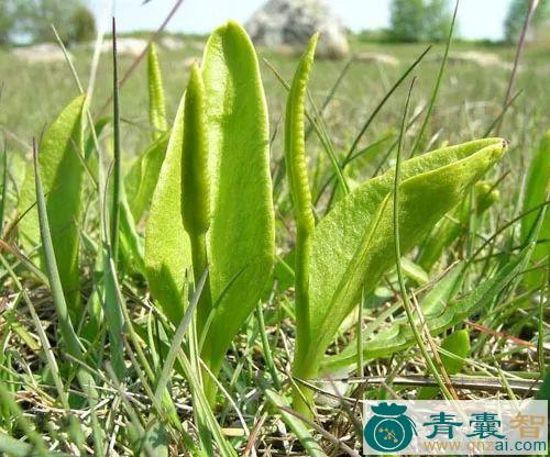 中药材瓶耳小草图片