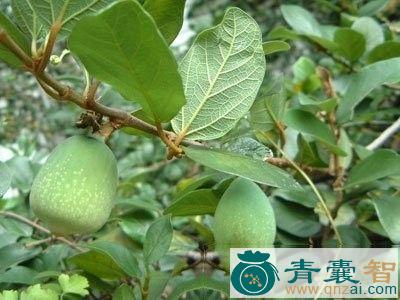 中药材甜果藤图片
