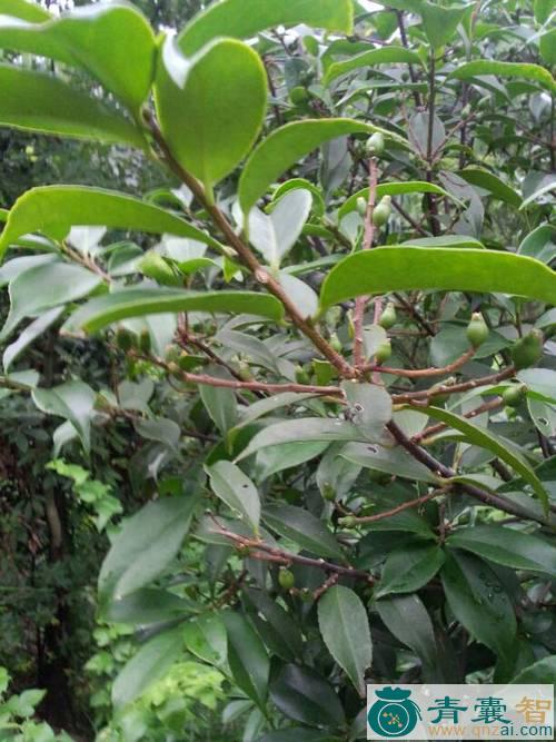 中药材甜茶树图片