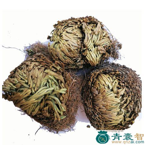 中药材生死还阳图片