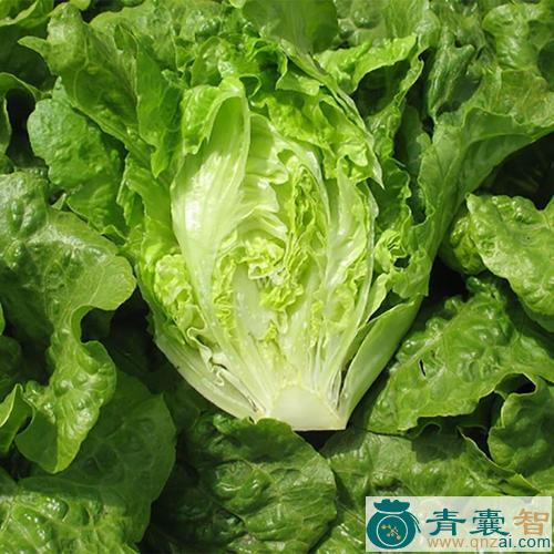 中药材生菜图片