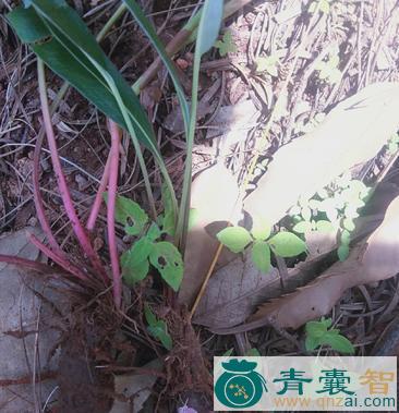 中药材生血草图片