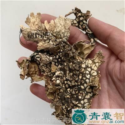 中药材田石梅图片