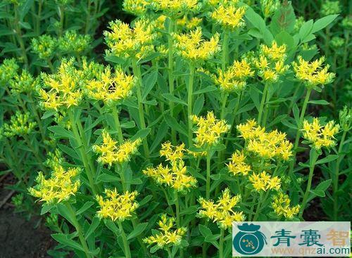 中药材田福花图片