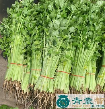 中药材田芹菜图片
