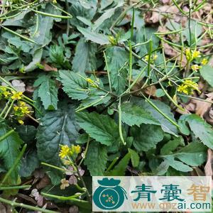 中药材田葛菜图片