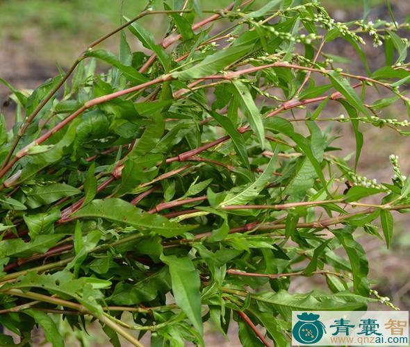 中药材田蓼草图片