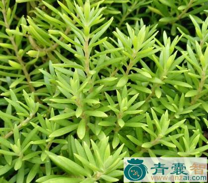 中药材由甲草图片