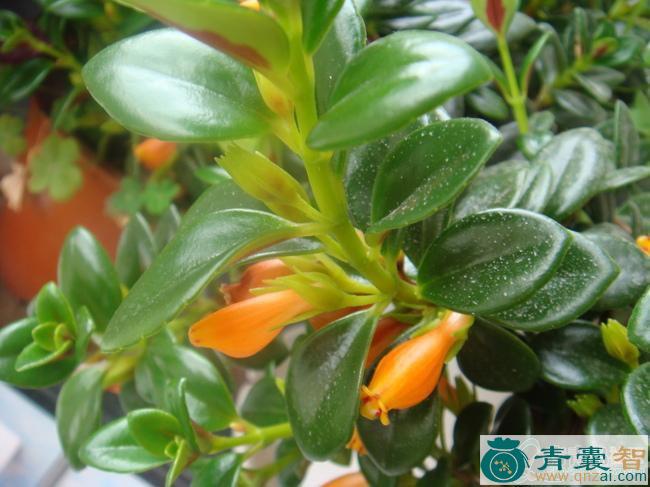 中药材甲鱼嘴花图片