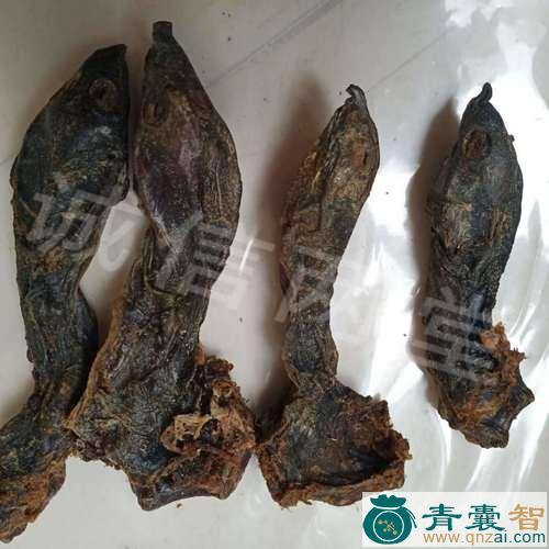 甲鱼头的以及功效用法-青囊智
