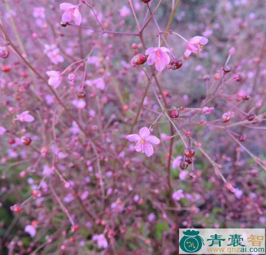 申时花的性状性味归经以及功效用法-青囊智