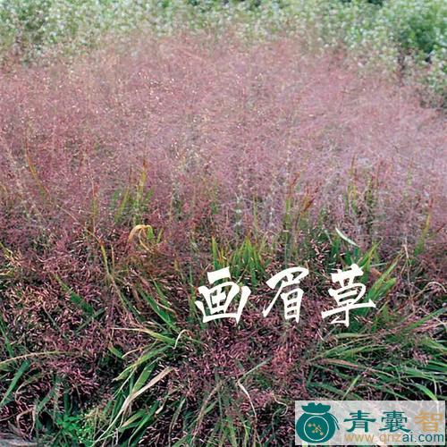 中药材画眉草图片
