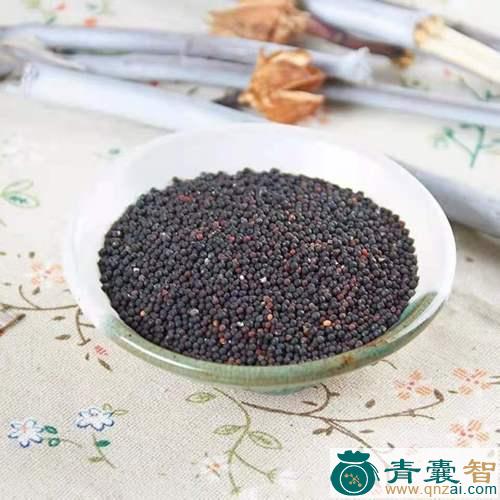 中药材留行子图片
