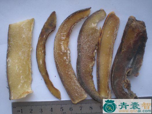 中药材畜辩图片