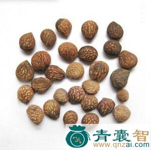 中药材番李子图片