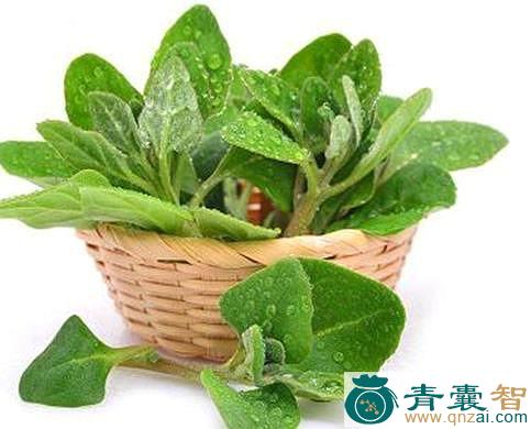 中药材番杏图片