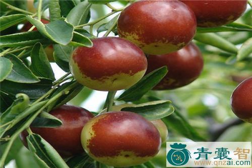 番枣的性状性味归经以及功效用法-青囊智
