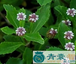 番梨仔草的性状性味归经以及功效用法-青囊智