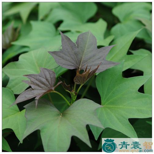 中药材番苕藤图片