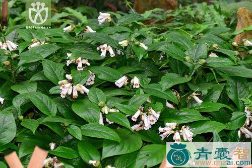 中药材番龙草图片