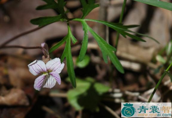 中药材疔毒花图片