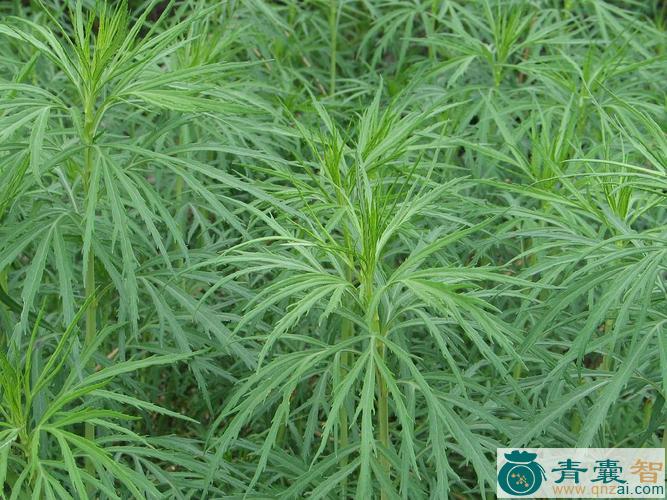 疔毒蒿的性状性味归经以及功效用法-青囊智